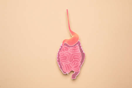 Paper cutout of small intestine on beige background, top viewの写真素材
