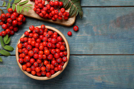Fresh ripe rowan berries and leaves on light blue wooden table, space for textの写真素材