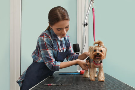 Professional groomer giving stylish haircut to cute dog in pet beauty salonの写真素材
