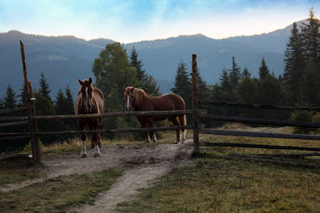 Beautiful view of horses near wooden fence in mountains