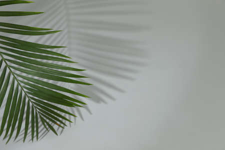 Shadow cast by tropical palm leaf on gray background, space for text