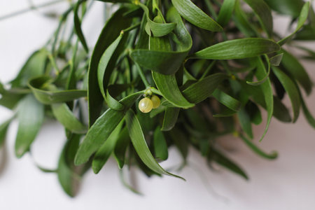 Mistletoe bunch on white background, closeup. Traditional christmas decorの写真素材
