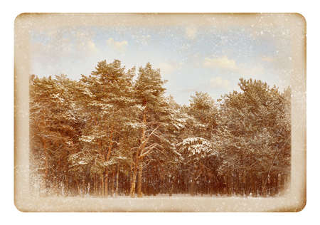 Old paper photo. Picturesque view of beautiful forest covered with snowの写真素材