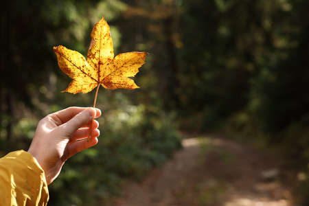 Woman holding beautiful autumn leaf outdoors, closeup. Space for textの写真素材