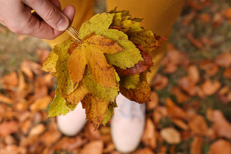 Woman holding beautiful autumn leaves outdoors, above view
