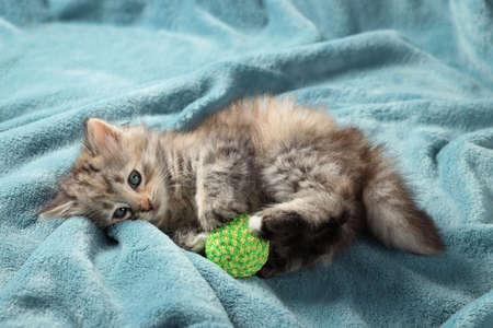 Cute kitten playing with ball on light blue blanketの写真素材