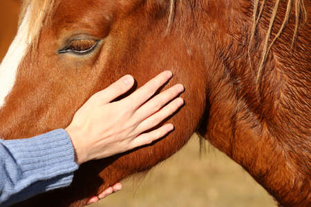 Woman petting beautiful horse outdoors on sunny day, closeupの写真素材