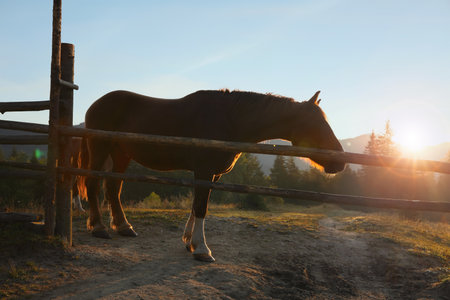 Beautiful horse near wooden fence in mountainsの写真素材