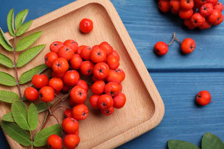 Fresh ripe rowan berries and leaves on blue wooden table, flat layの写真素材