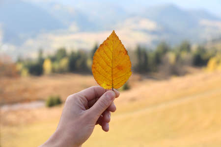 Woman holding beautiful leaf outdoors on autumn day, closeup