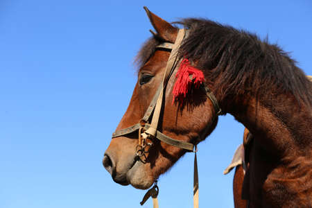 Beautiful horse with bridle against blue sky, space for text. Lovely petの写真素材
