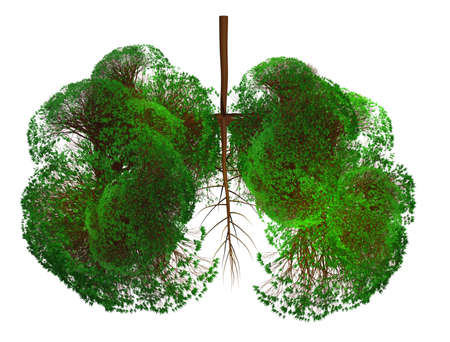 Abstract silhouette of lungs made of trees with green leaves on white background. Air purificationの写真素材