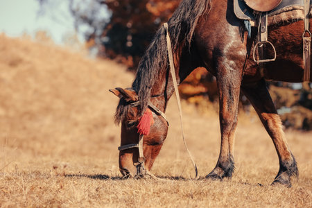 Beautiful horse grazing on pasture. Lovely petの写真素材