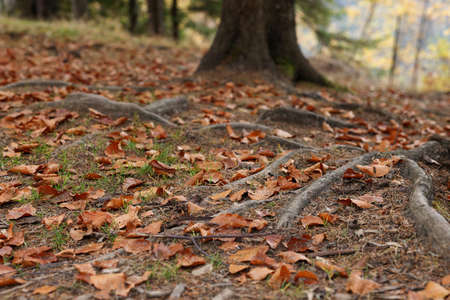 Tree roots visible through soil in autumn forestの写真素材