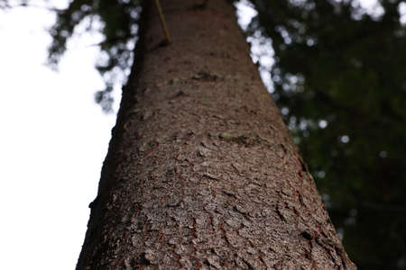 Texture of bark on tree trunk outdoors, low angle viewの写真素材
