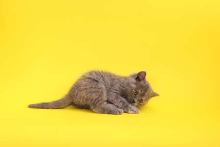Cute little gray kitten lying on yellow background