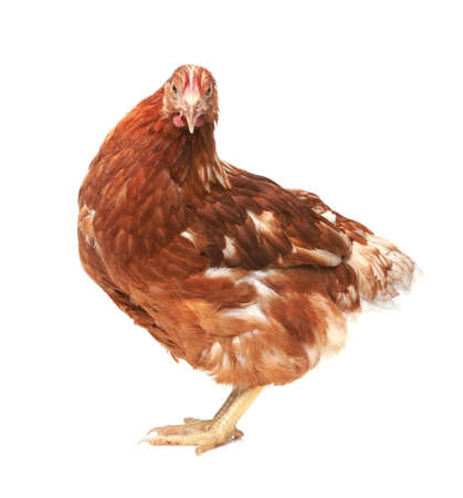 Beautiful chicken on white background. Domestic animalの写真素材