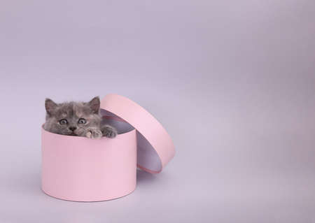 Cute little kitten in pink box on light gray background. Space for textの写真素材