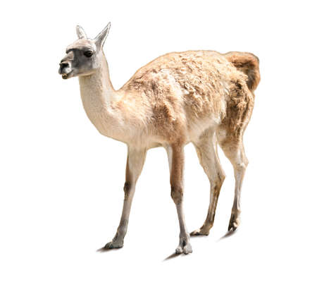 Cute guanaco on white background. Exotic animalの写真素材