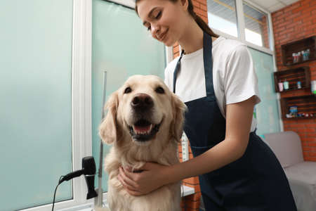Professional groomer working with cute dog in pet beauty salonの写真素材
