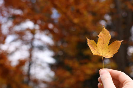 Woman holding beautiful autumn leaf near forest, closeup. Space for textの写真素材