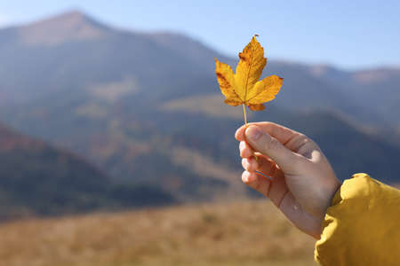 Woman holding beautiful autumn leaf in mountains, closeup. Space for textの写真素材