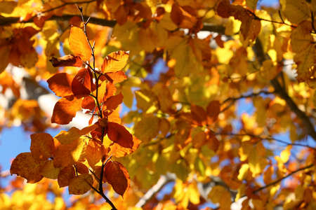 Tree with beautiful bright leaves outdoors on sunny autumn day, closeupの写真素材