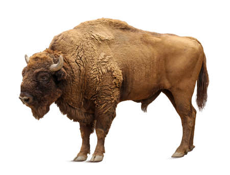 Large bison on white background. Wild animalの写真素材