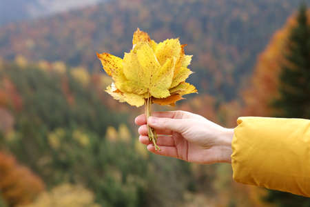 Woman holding beautiful autumn leaves near forest, closeup