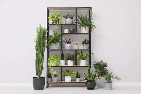 Shelving unit with many beautiful houseplants near white wall indoors. Interior designの写真素材