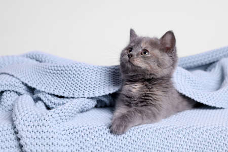 Cute fluffy kitten in light blue knitted blanket against white backgroundの写真素材