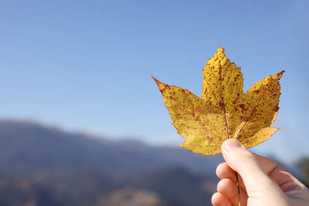 Woman holding beautiful autumn leaf against mountain landscape, closeup. Space for textの写真素材