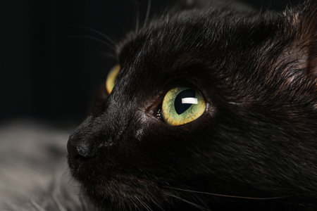Closeup view of black cat with beautiful eyesの写真素材