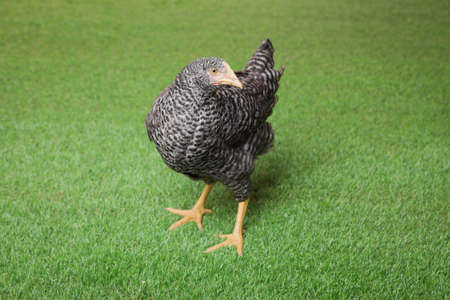 Beautiful chicken on green grass. Domestic animalの写真素材