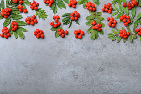 Fresh ripe rowan berries and green leaves on light gray table, flat lay. Space for text