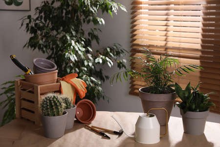 Beautiful houseplants and gardening tools on table indoors
