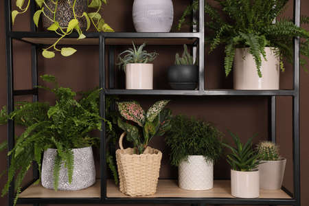 Shelving unit with many beautiful houseplants near brown wallの写真素材