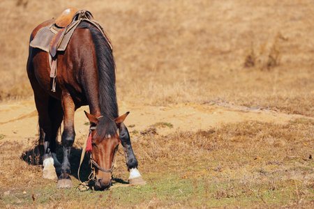 Beautiful horse grazing on pasture, space for text. Lovely petの写真素材