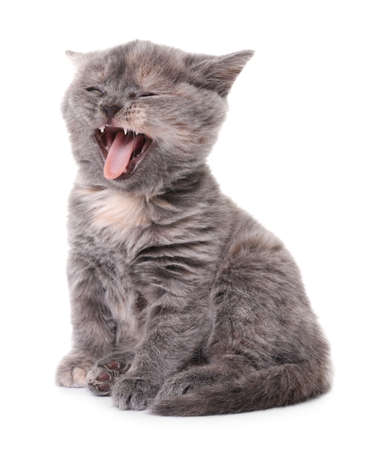 Cute little gray kitten yawning on white backgroundの写真素材