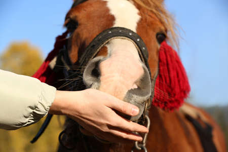 Woman feeding horse outdoors on sunny day, closeup. Beautiful petの写真素材