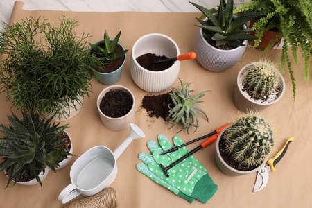 Beautiful houseplants and gardening tools on table, above viewの写真素材