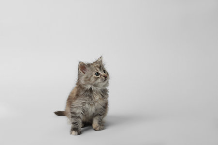 Cute kitten on white background. Space for textの写真素材