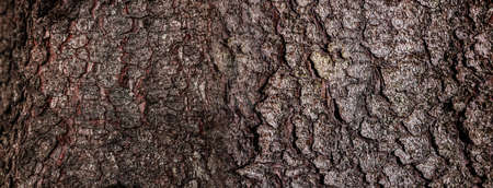 Texture of tree bark as background, closeup view. Banner designの写真素材