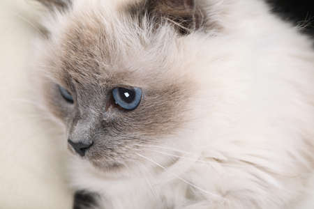 Birman cat with beautiful blue eyes, closeupの写真素材