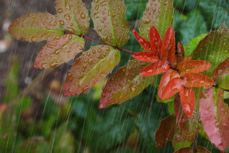Closeup view of plant with leaves outdoors during rainの写真素材