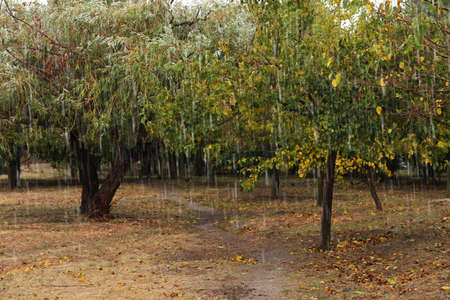 Beautiful view of trees in park during rain. Fall seasonの写真素材
