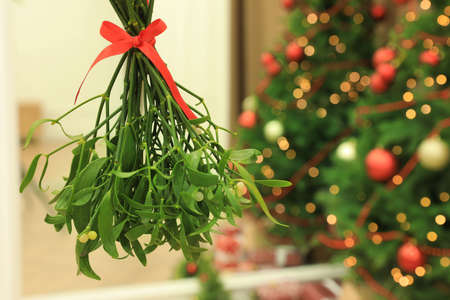 Mistletoe bunch hanging in room with Christmas trees, closeup. Space for textの写真素材