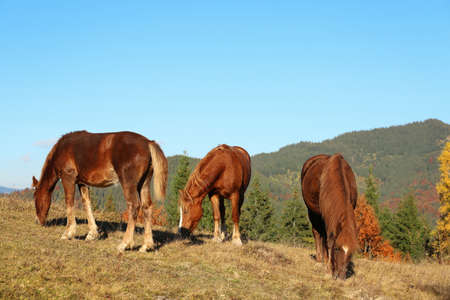 Brown horses grazing outdoors on sunny day. Beautiful petsの写真素材