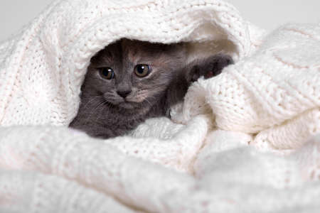 Cute fluffy kitten in white knitted blanket against light backgroundの写真素材