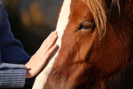Woman petting beautiful horse outdoors on sunny day, closeupの写真素材